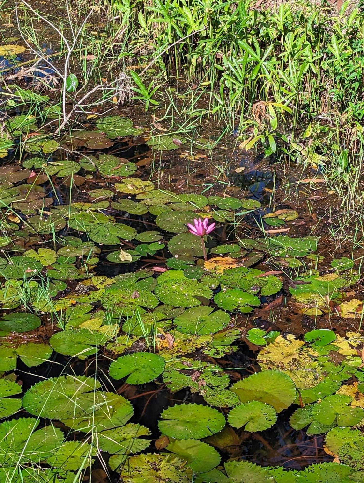The River Retreat 麦岛 外观 照片